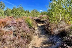 Holterberg-dichtbij-onze-camping-holten