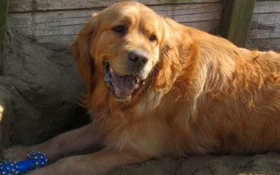 Honden welkom