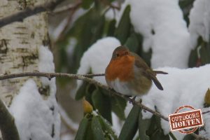 outdoors-holten-dieren-2