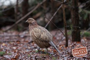 outdoors-holten-dieren-2