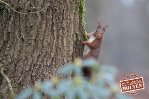 outdoors-holten-dieren-2