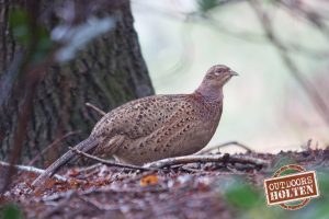 outdoors-holten-dieren-2