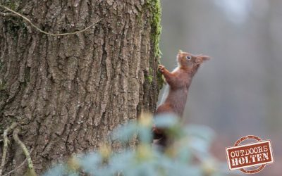 Dieren