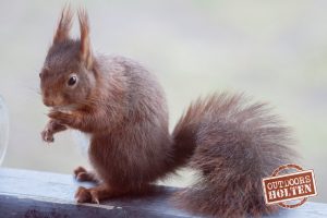outdoors-holten-dieren-6