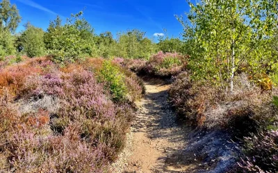 Wandelen